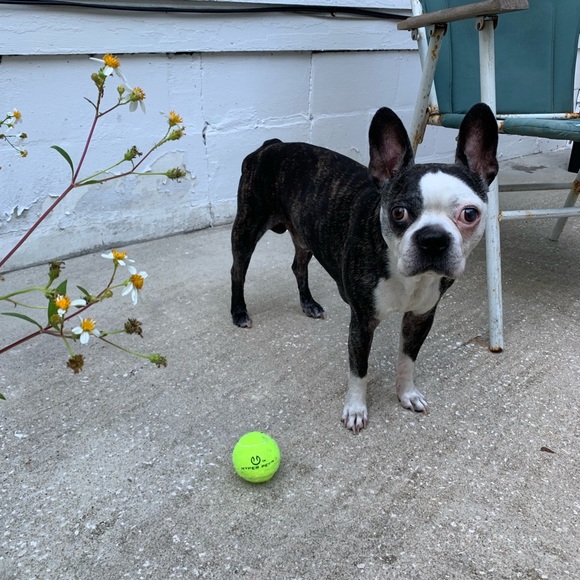 Meet your Posher, Madison - Picture 8 of 10